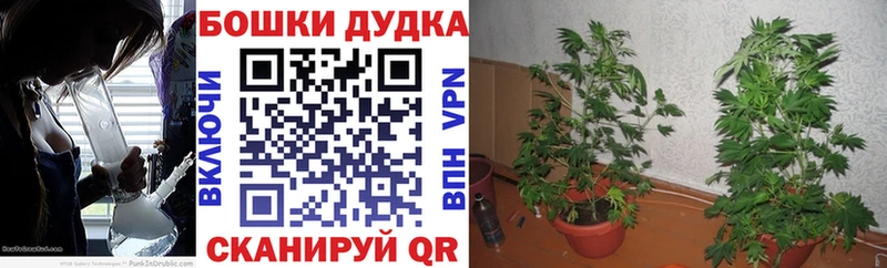 Купить закладки  Курчалой  Марихуана план 